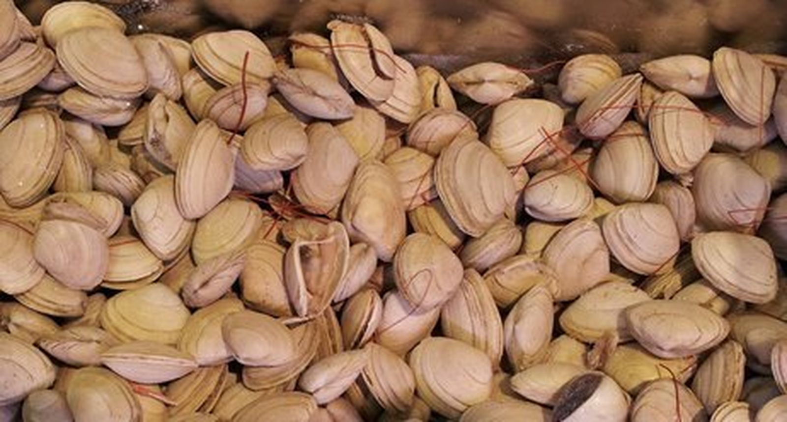 Clicas: Spisula solida