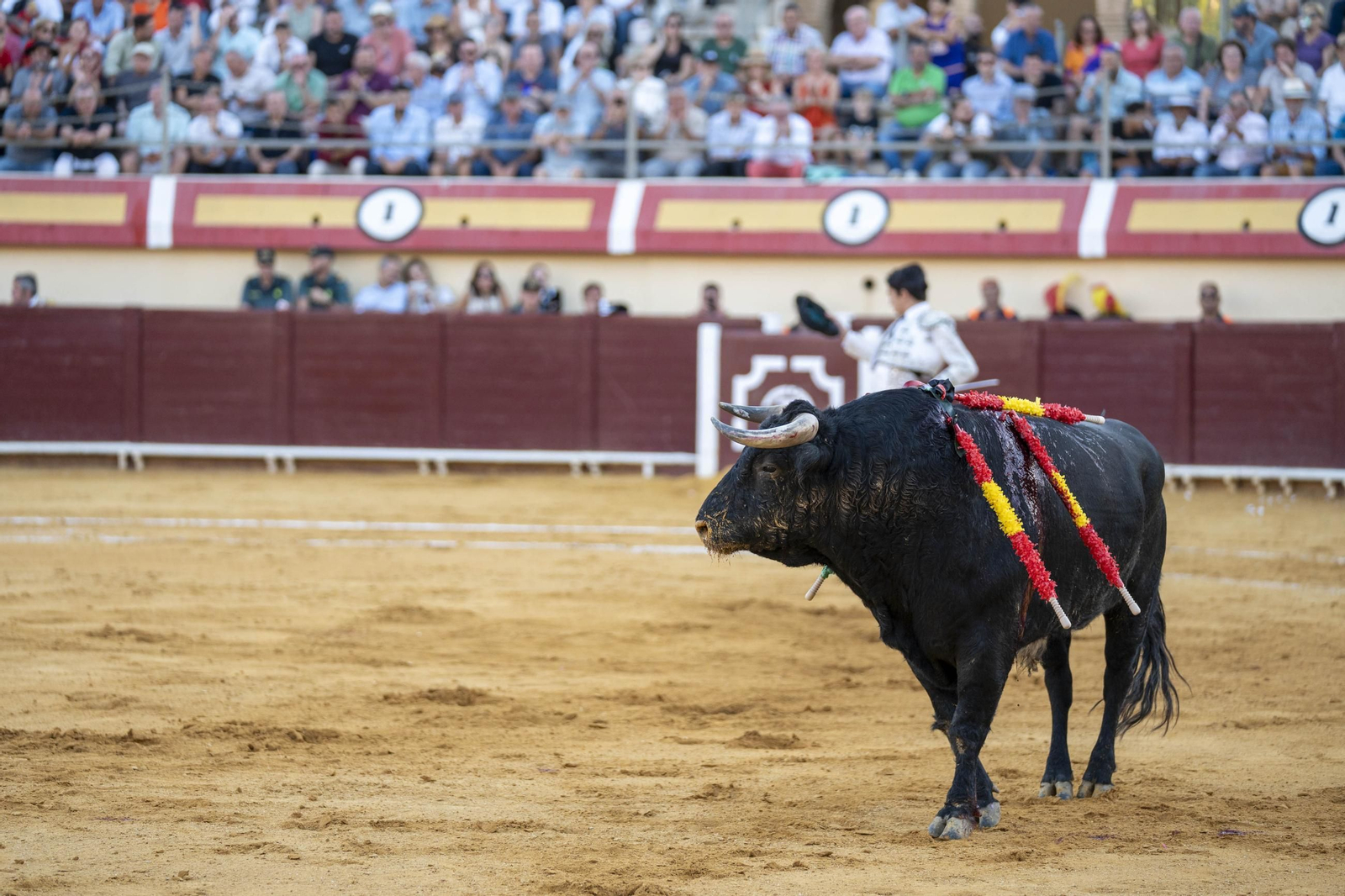 Las imágenes de los toros en Vera