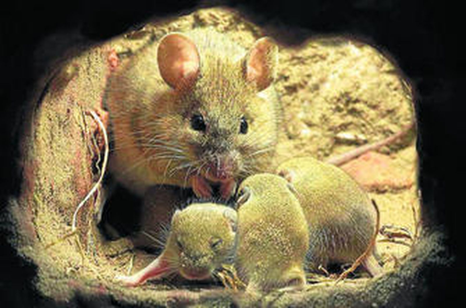 La fauna ibérica en alta definición