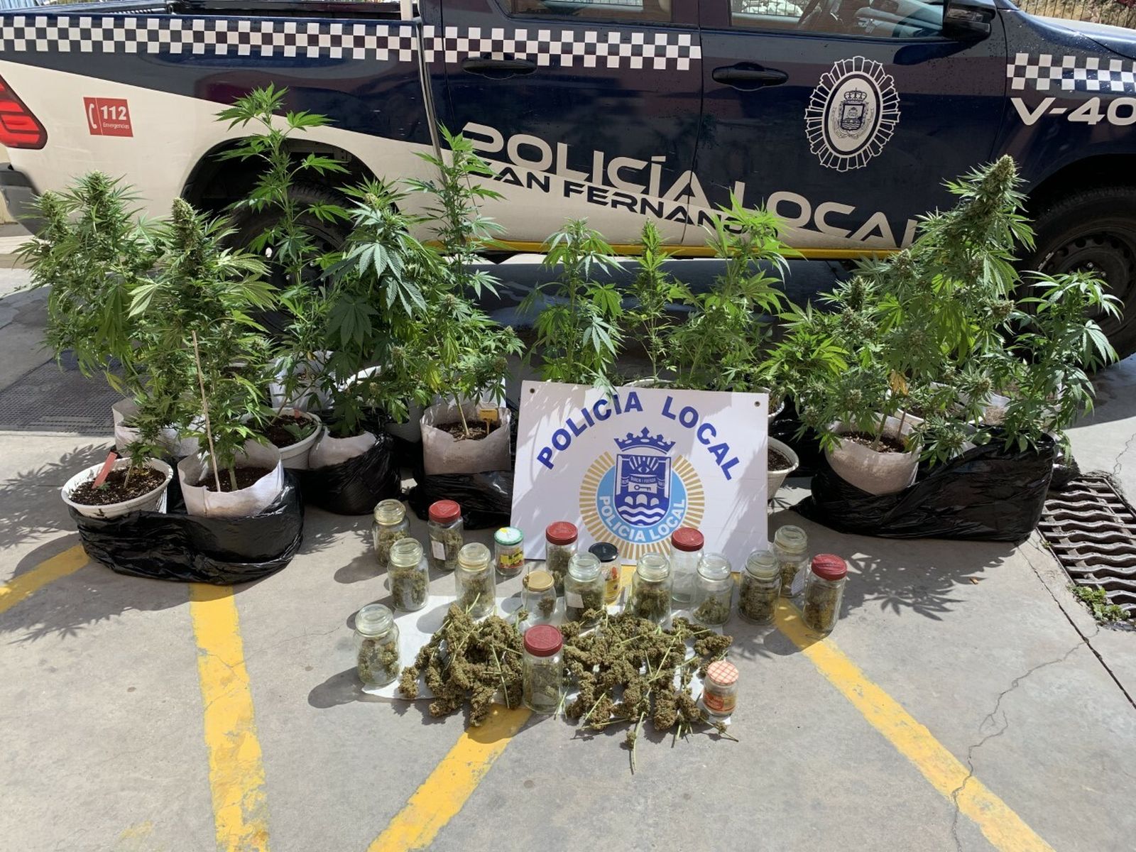 Plantas de marihuana incautadas en la operación.
