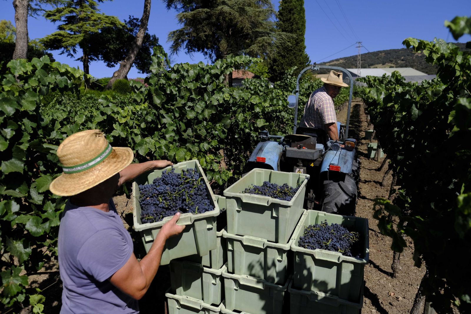 Vendimia en la Serranía de Ronda, en fotos