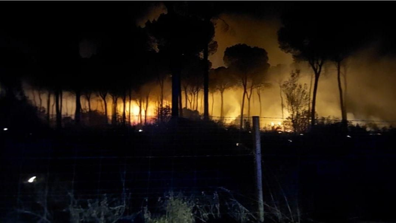 El incendio en los pinares de La Puebla del Río, en la noche del sábado.