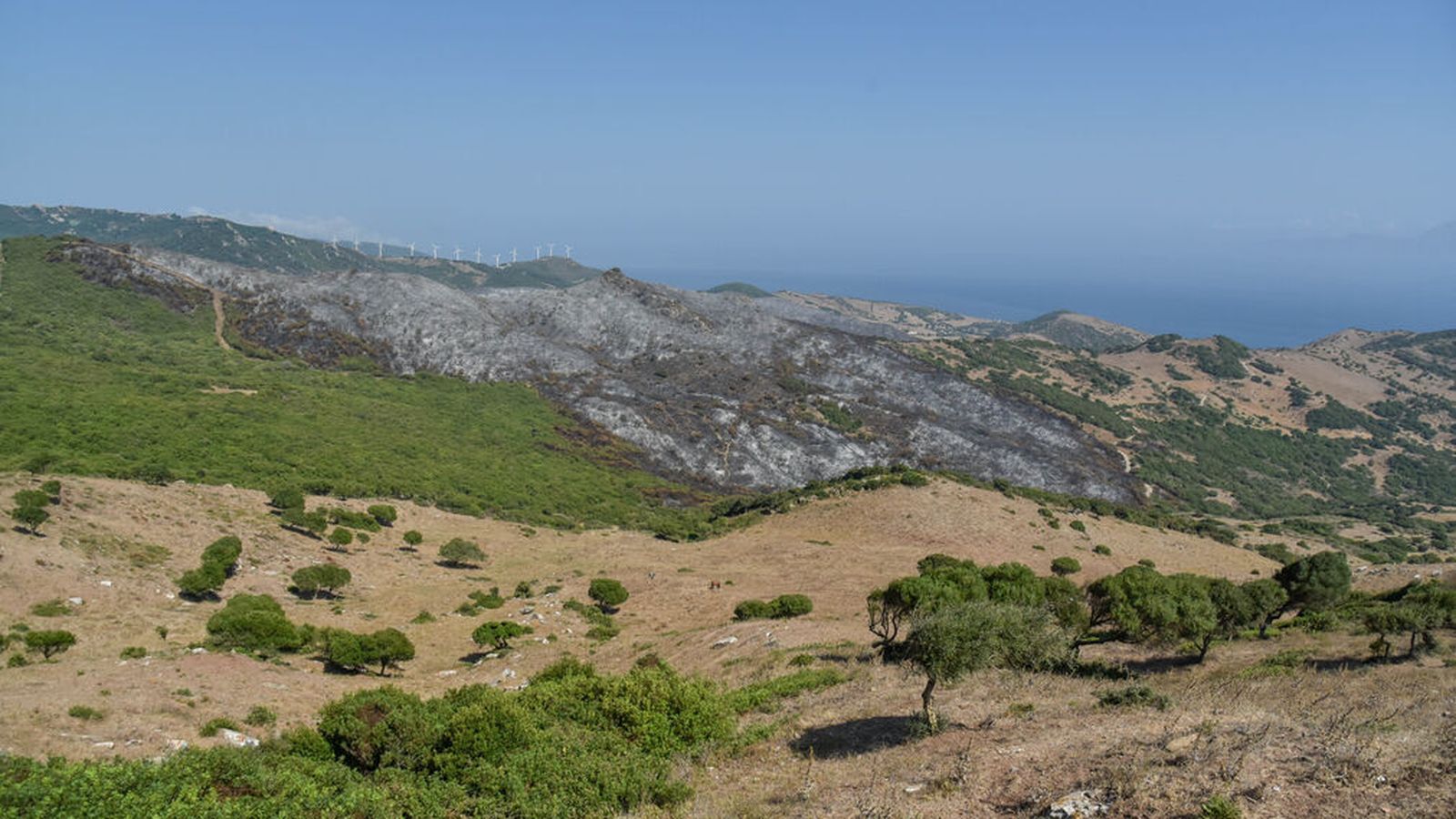 Hectáreas afectas tras el incendio