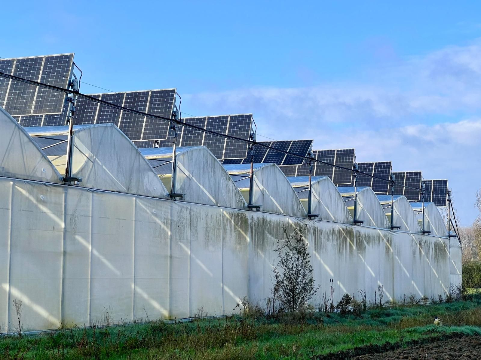 Invernaderos agrivoltaicos.