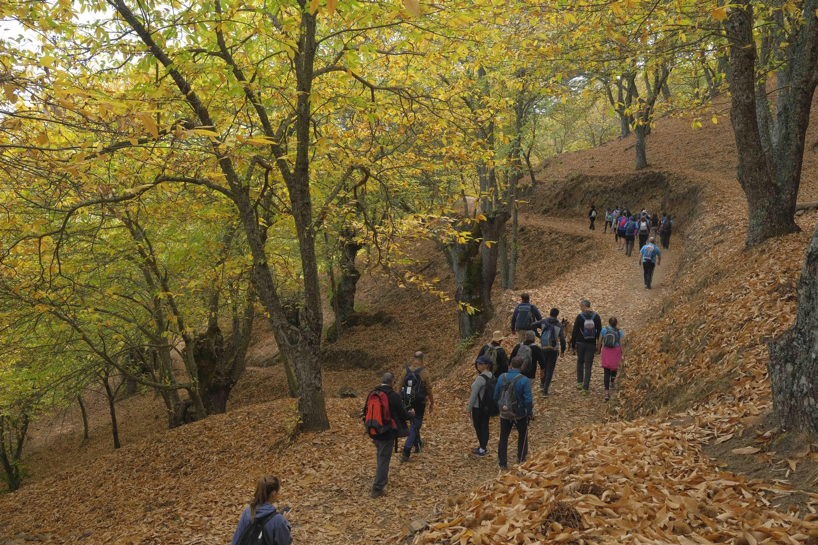 El Bosque de Cobre, en imágenes