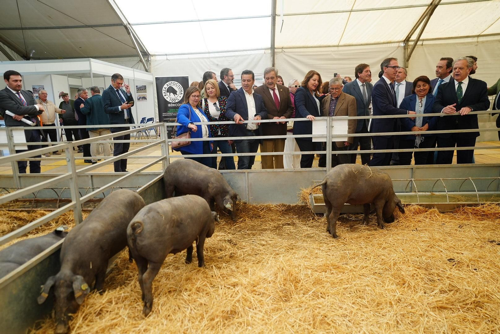Un paseo en fotografías por la XXX Feria Agroganadera de Los Pedroches Un paseo en fotografías por la XXX Feria Agroganadera de Los Pedroches
