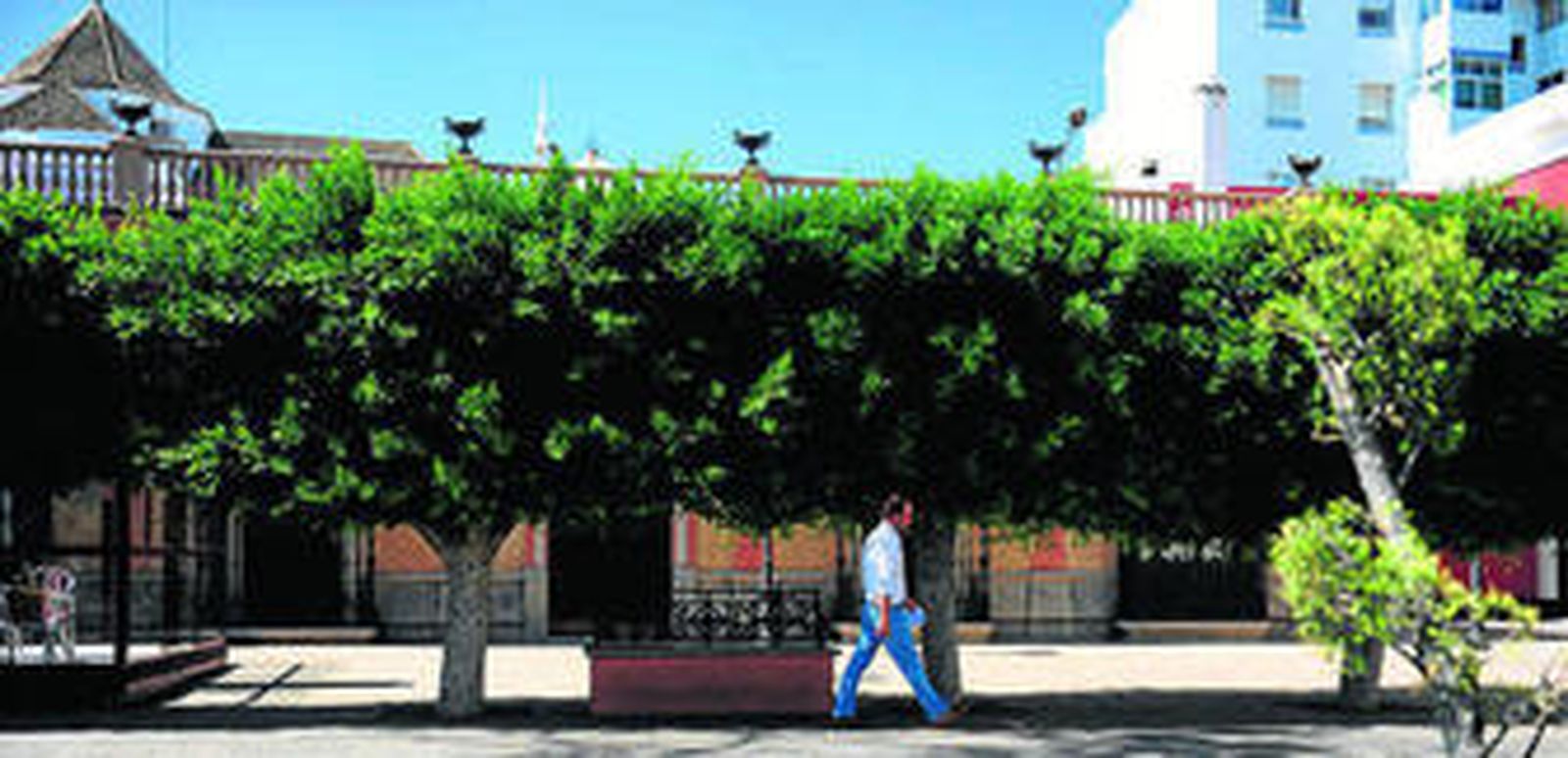 Hilera de ficus que delimita La Alameda, a falta de una buena poda.