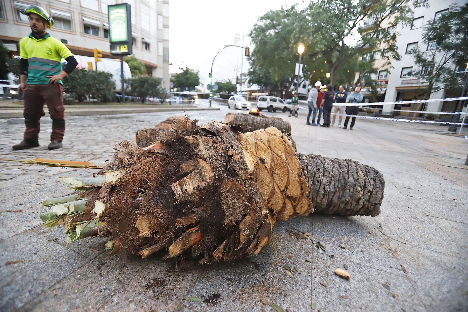 Imágenes de la tala de la emblemática Palmera de Huelva