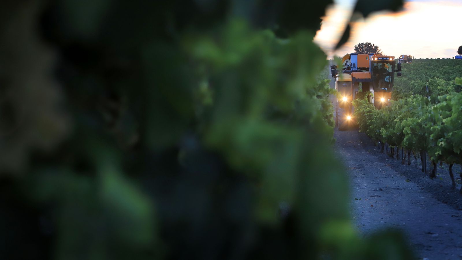 Comienza la vendimia nocturna en la Viña Montegilillo de Lustau