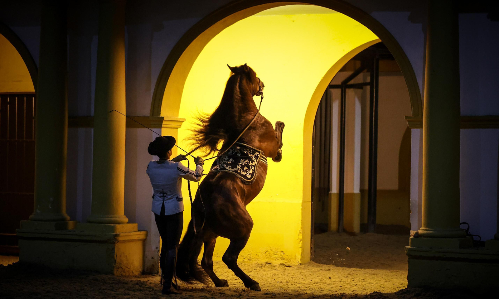Yente,  el caballo de Jerez mas famoso del mundo