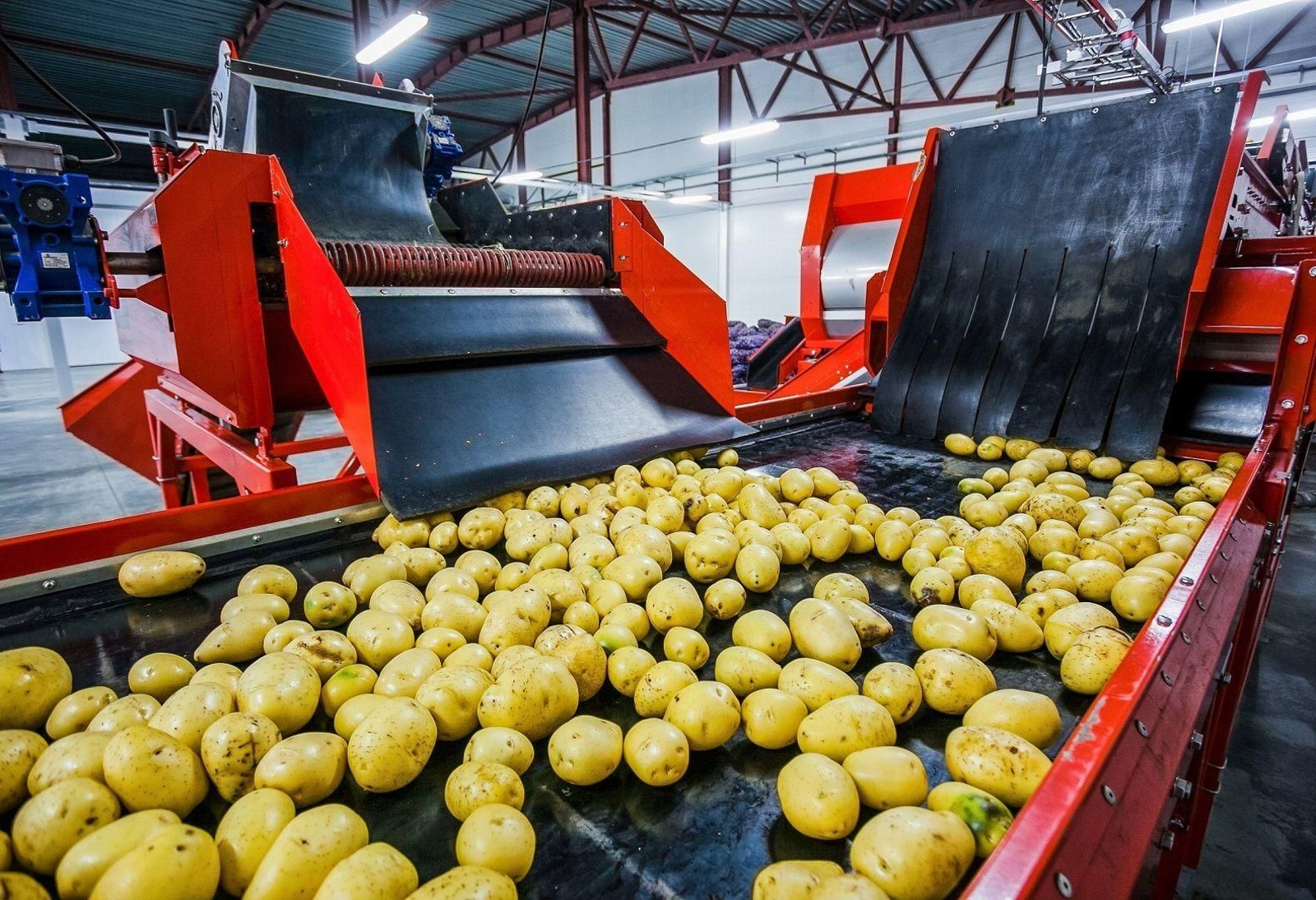 Patatas en una planta de procesado.
