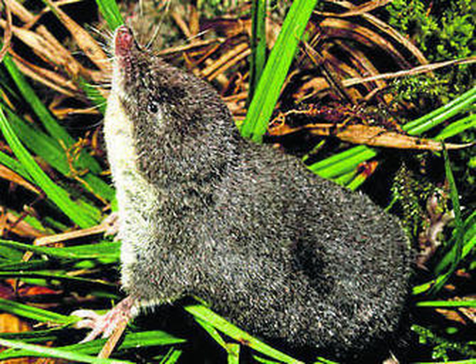 Ejemplar de musgaño de Cabrera.