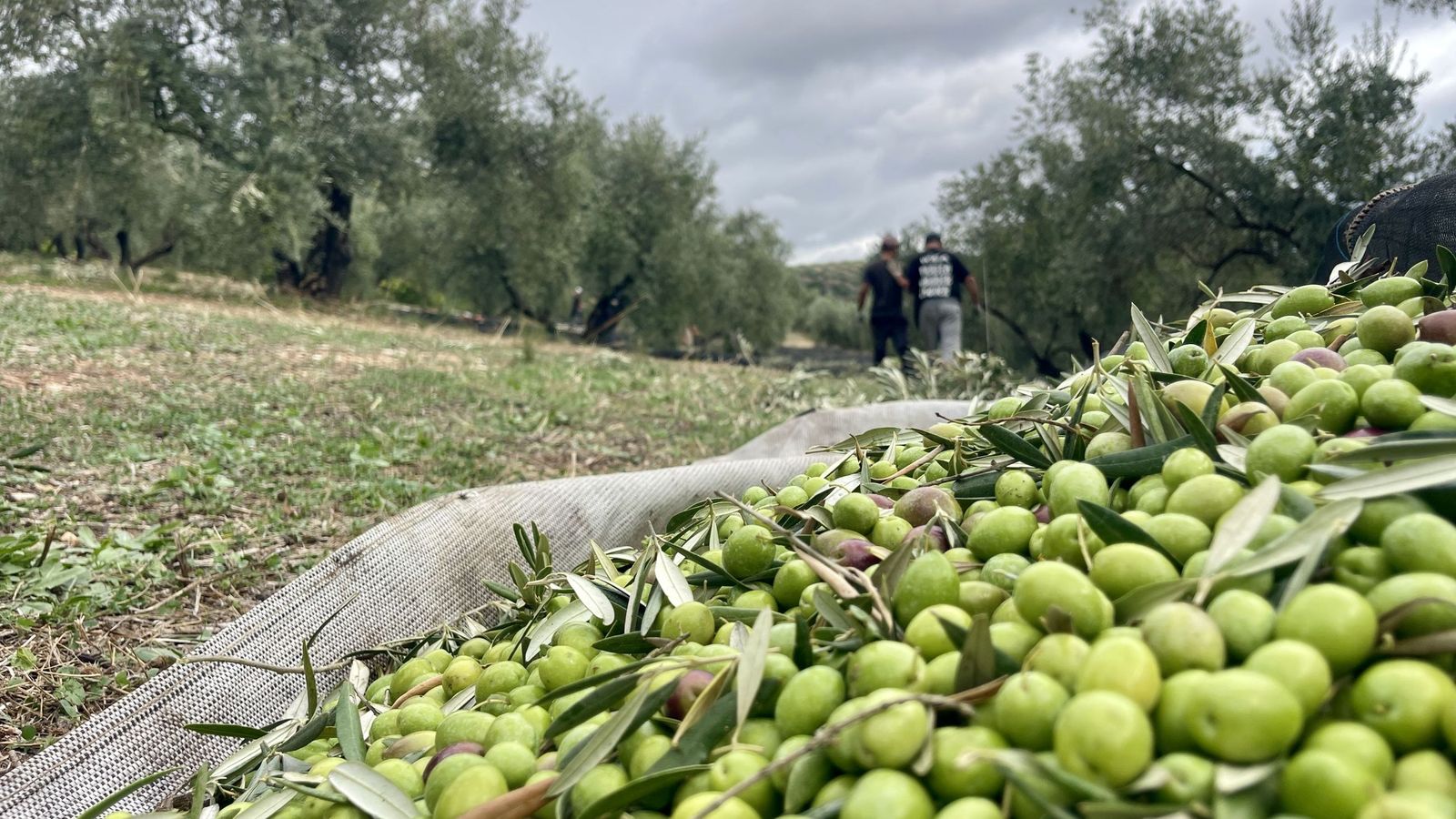 Recogida de aceitunas en una finca de olivar ecológico en Castellar (Jaén).  