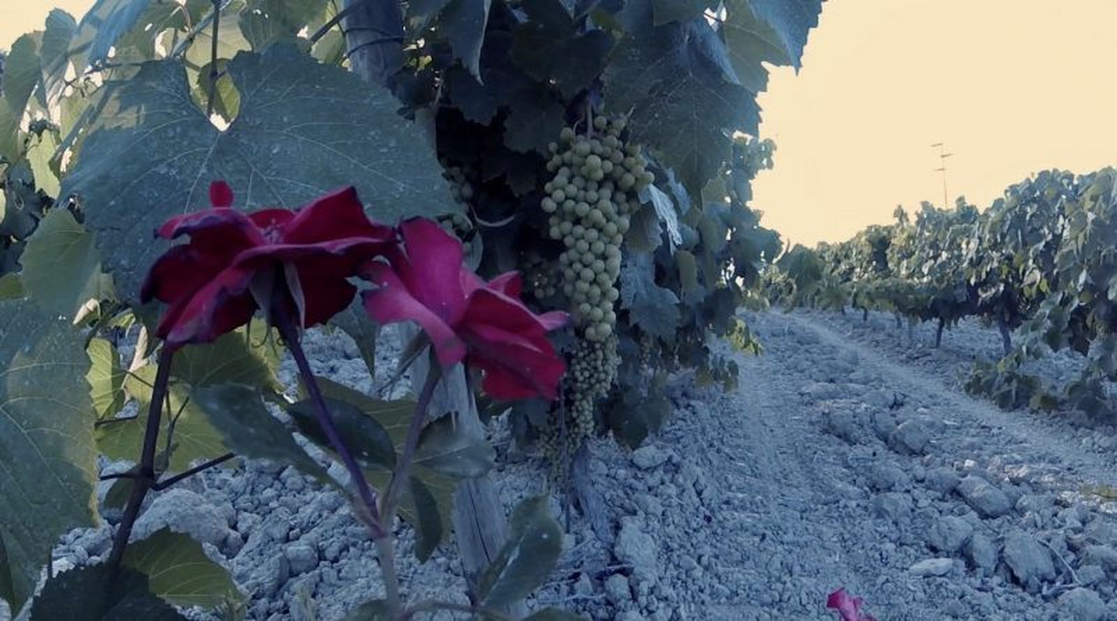 Rosales protectores de la uva del Tío Pepe en la viña La Canariera, de González Byass.