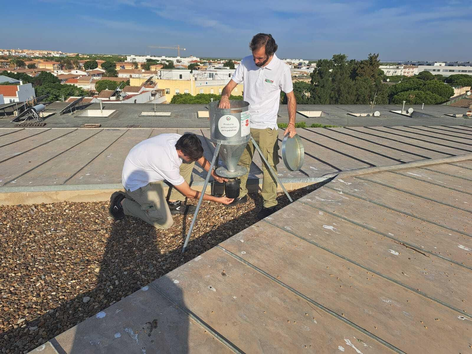 Dispensadores de pienso para palomas.