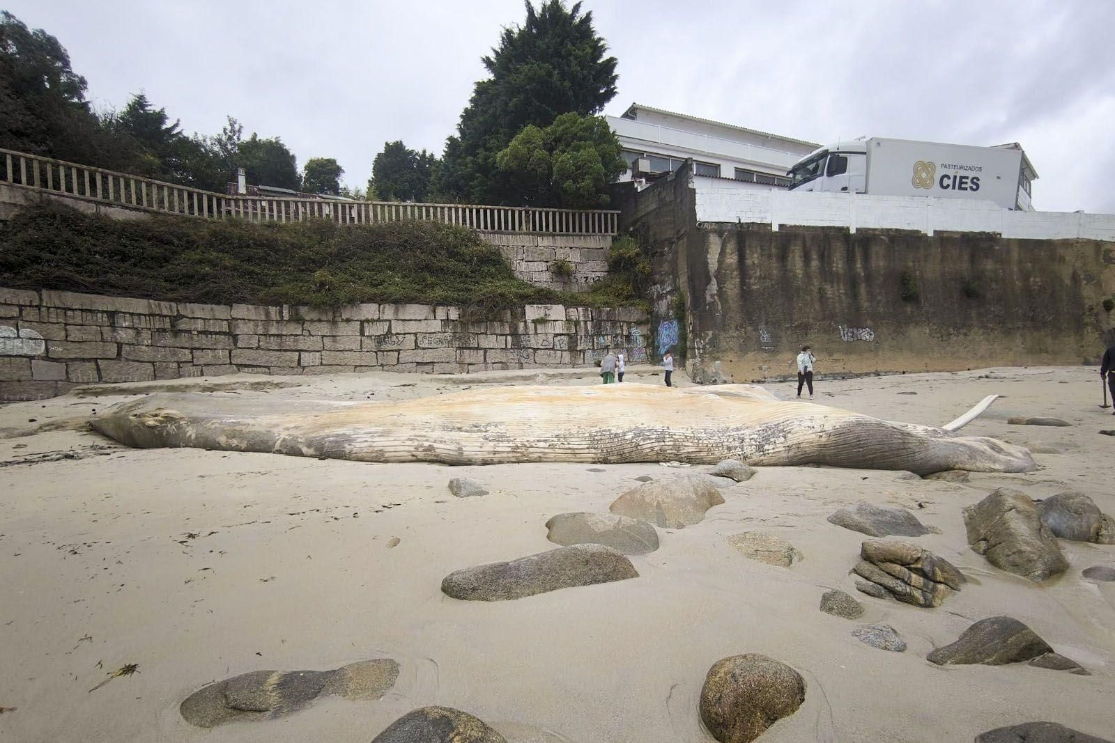 La fuerte marejada ha llevado a Sanxenxo el cadáver de una ballena.