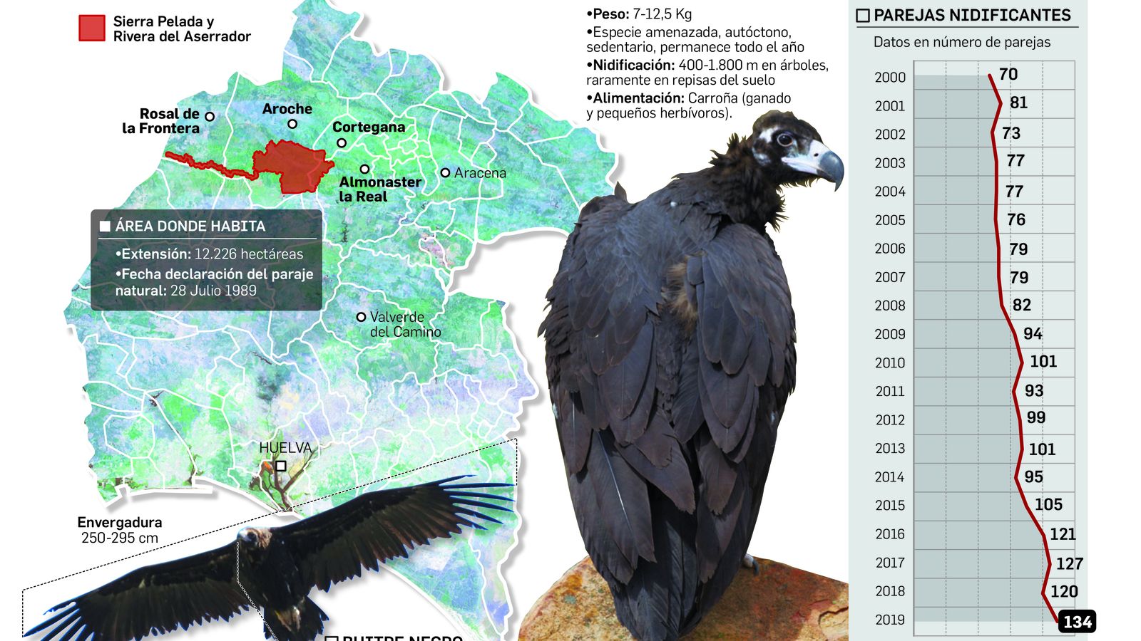 La colonia de buitre negro en la provincia de Huelva.