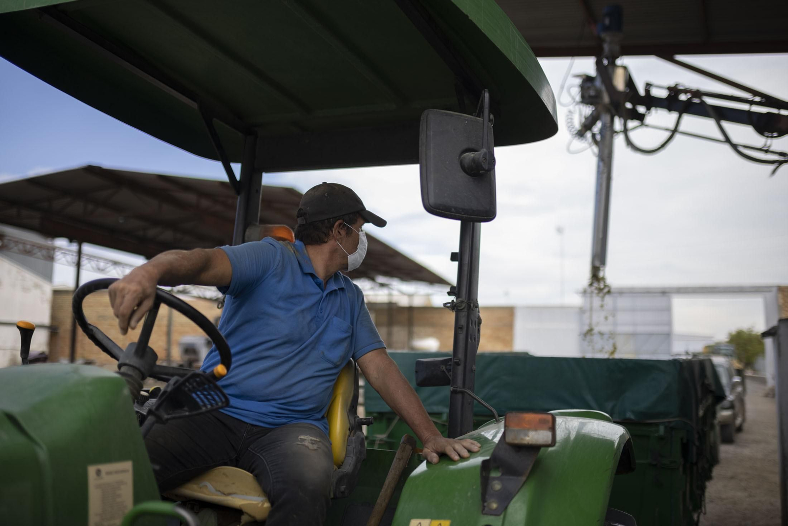 Imágenes de la vendimia en el Condado de Huelva