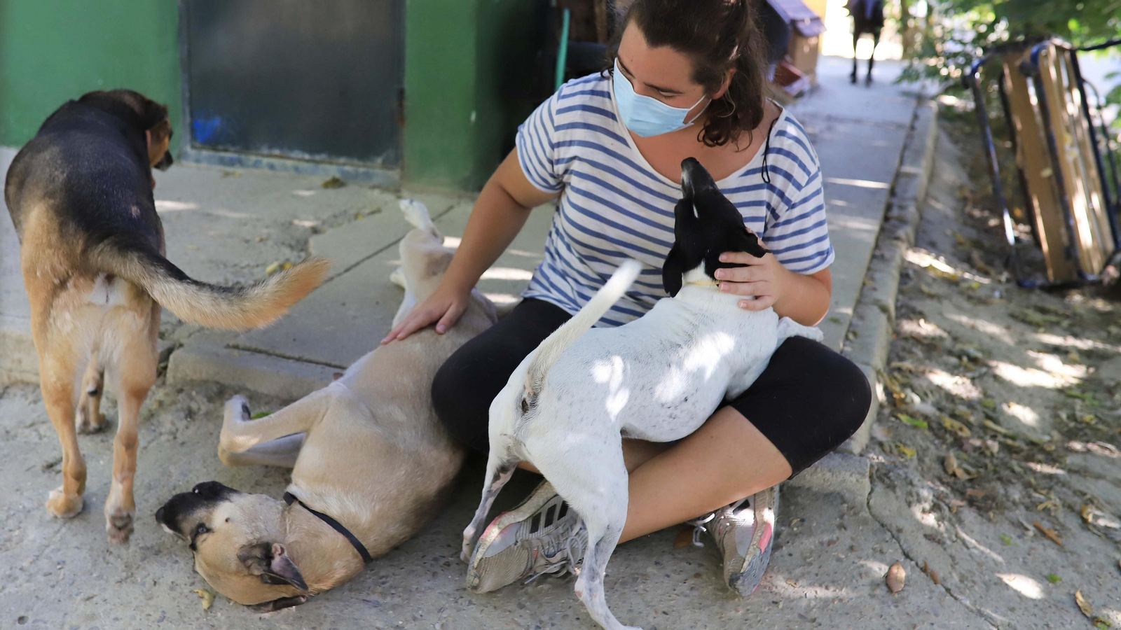 La protectora 'No me abandones' tiene 80 perros wue buscan un hogar