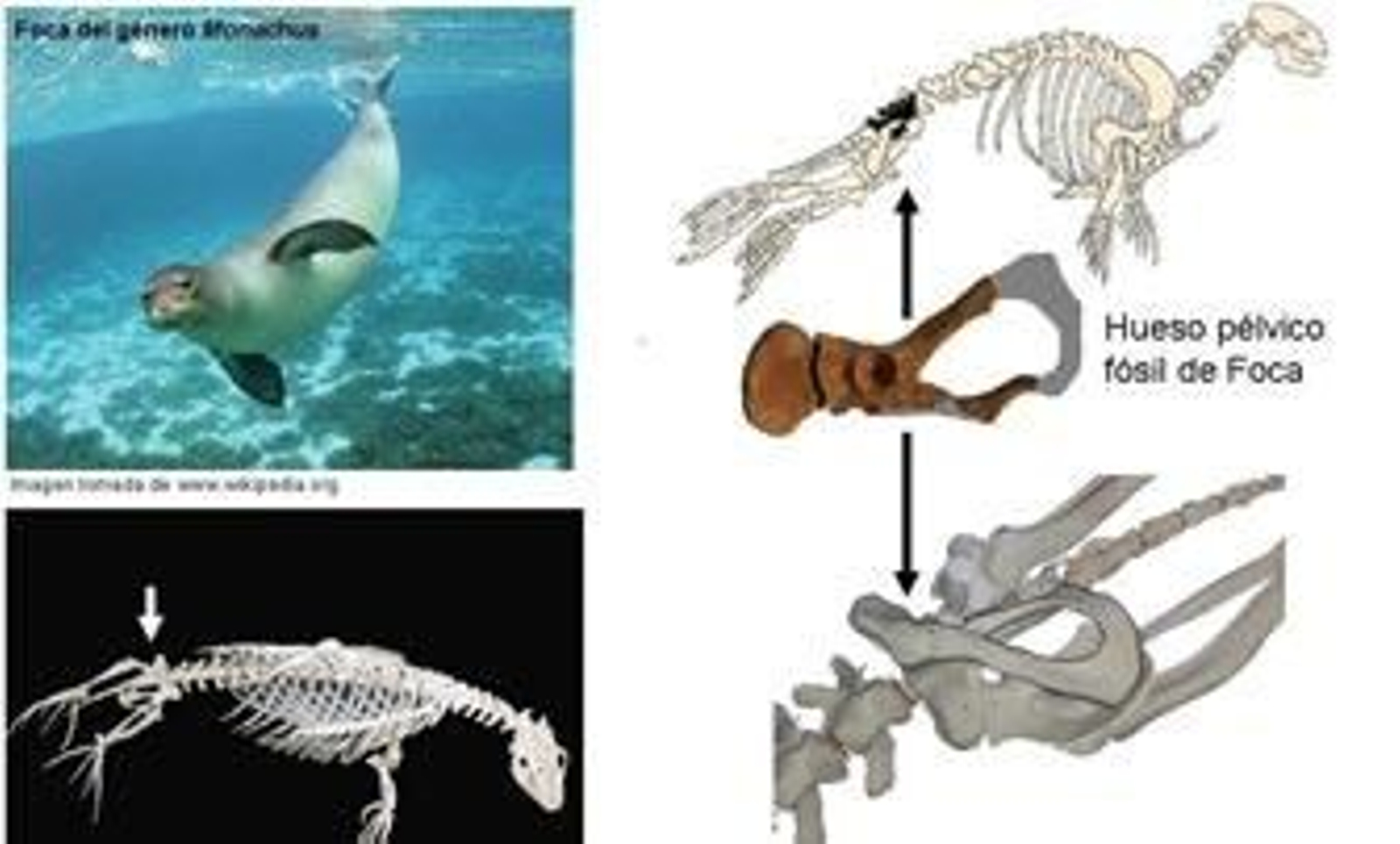 Hallan en Lepe restos fósiles de una foca que podría tener unos cuatro millones de años