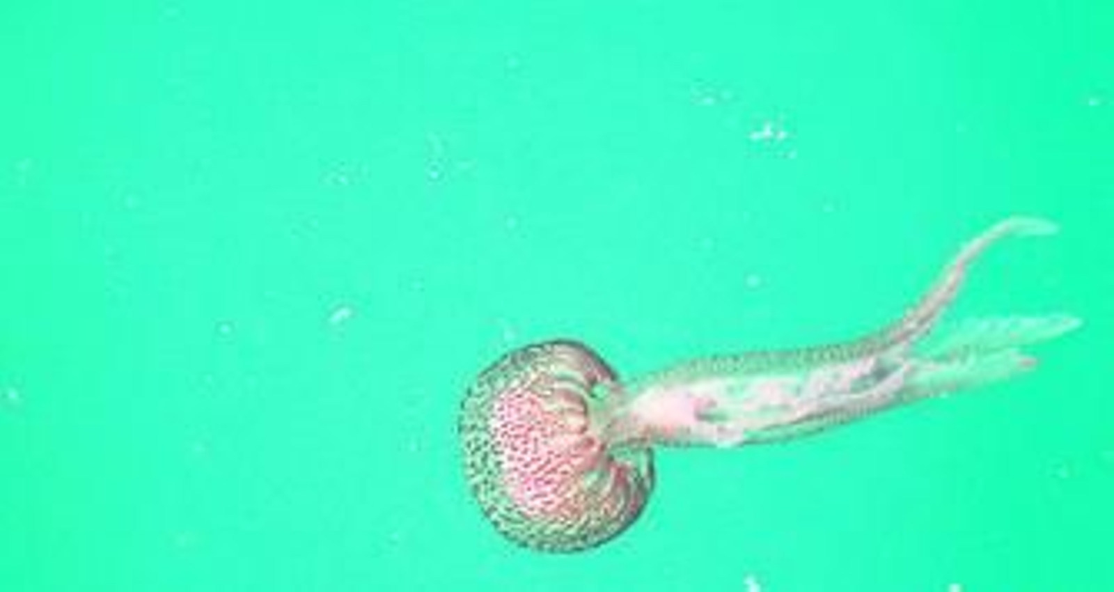 Un ejemplar de la especie de medusa conocida como 'Pelagia noctiluca'.