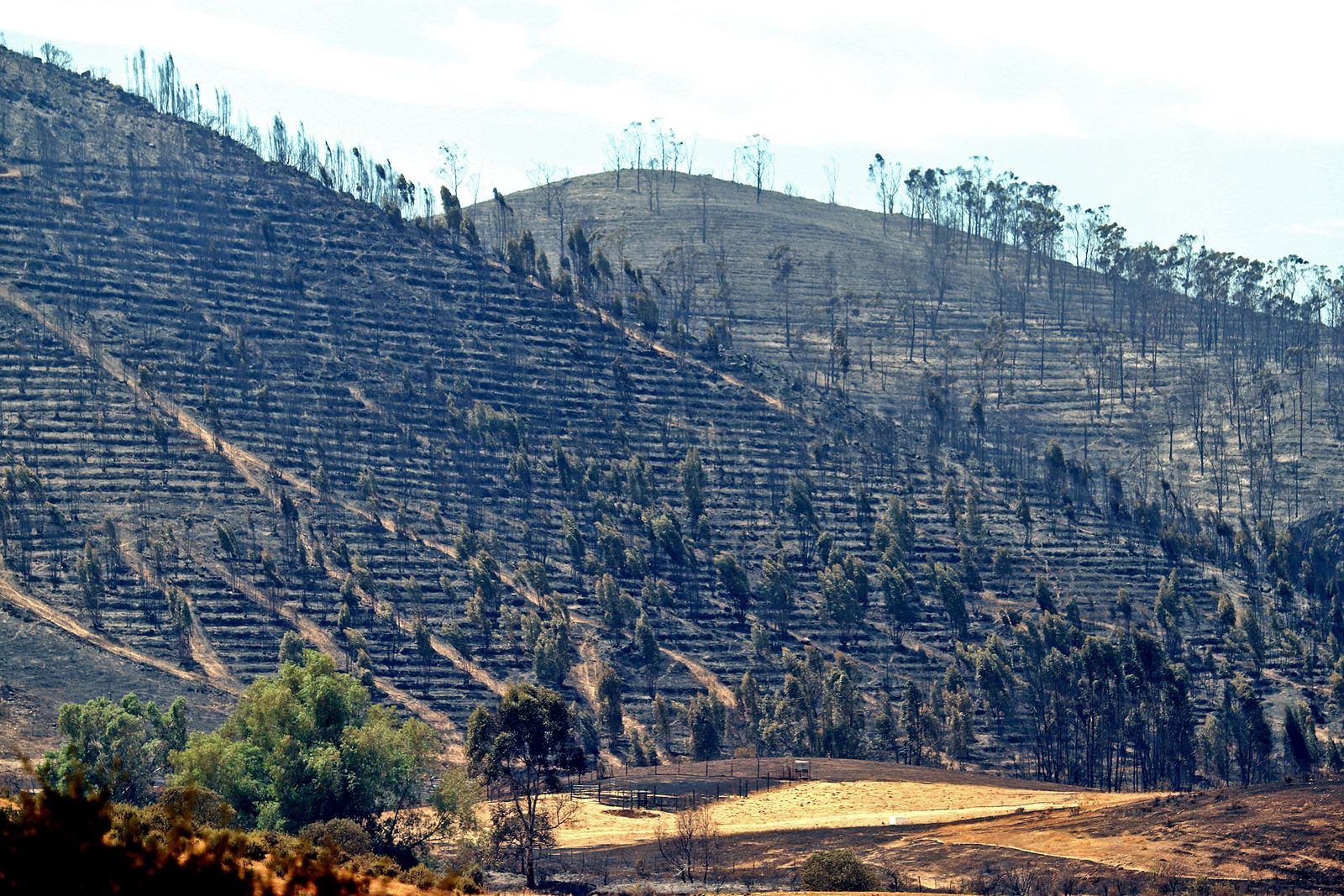Imágenes de la devastación que deja a su paso el incendio de Almonaster la real.