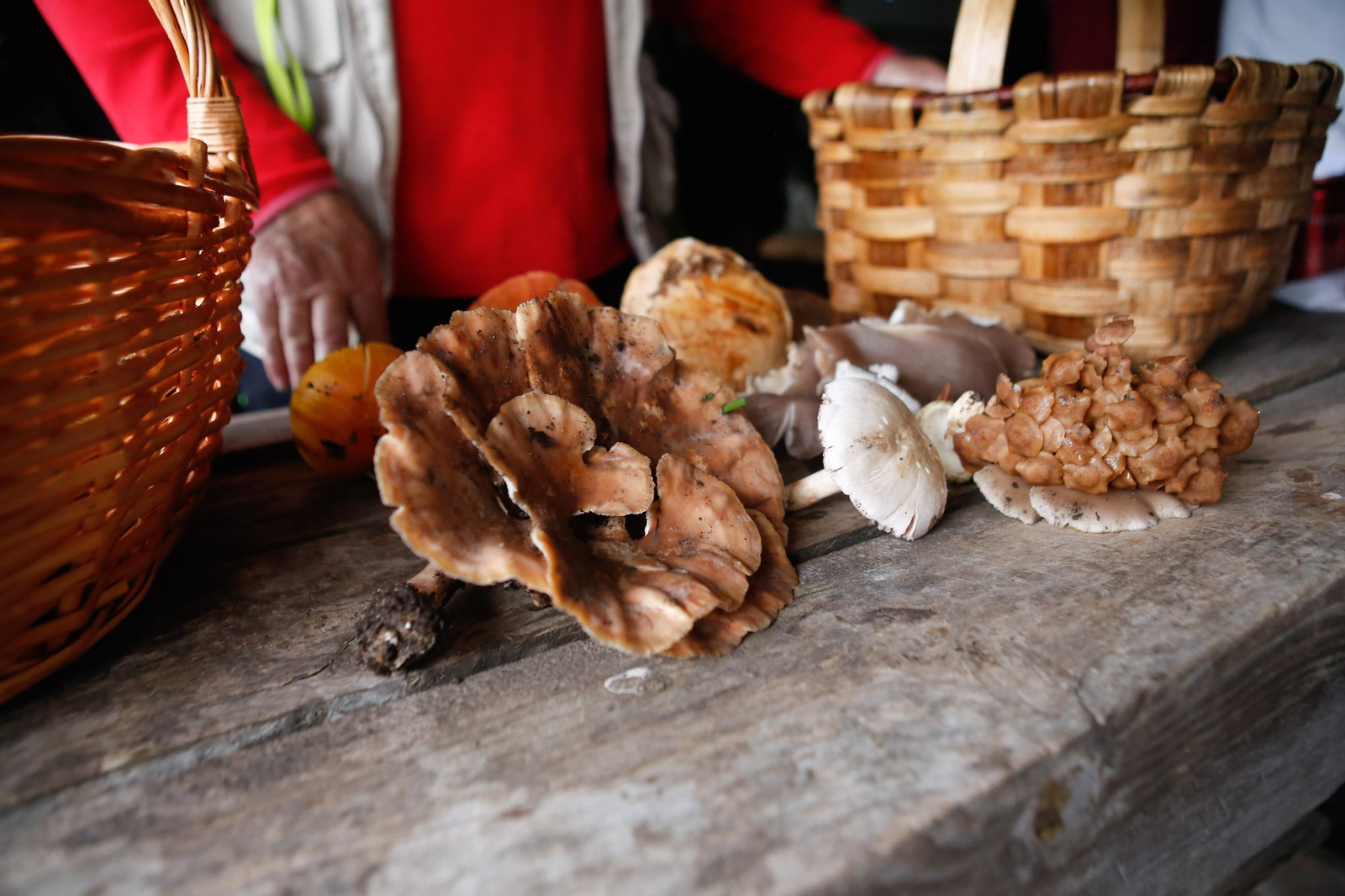 Las fotos de las XII Jornadas Micológicas del Estrecho en Los Barrios