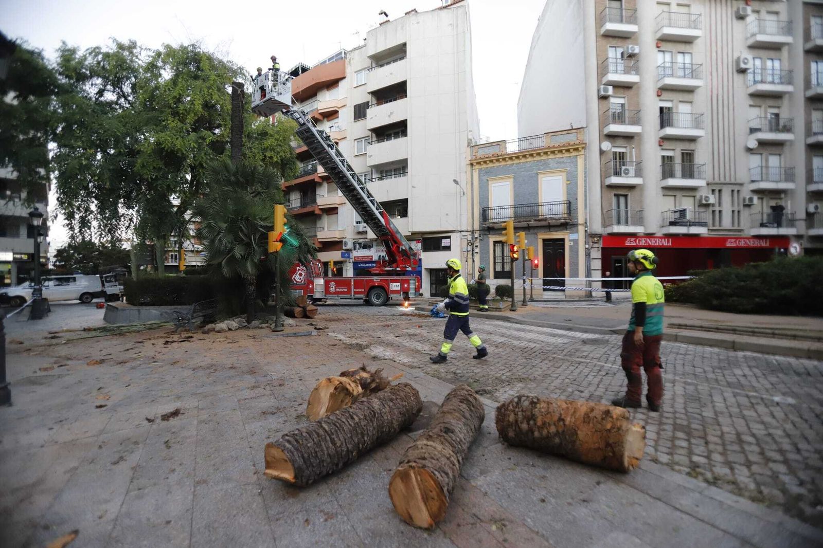 Las imágenes de la tala de la emblemática Palmera de Huelva