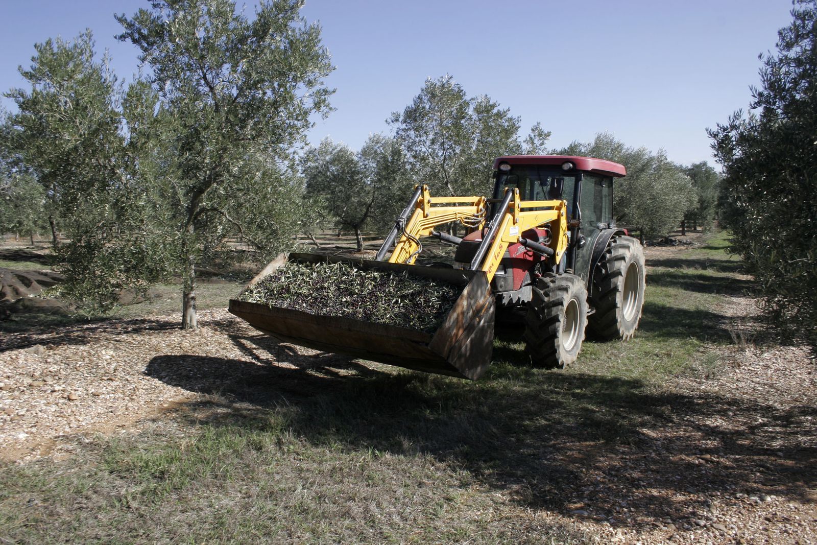 Recogida de la aceituna.