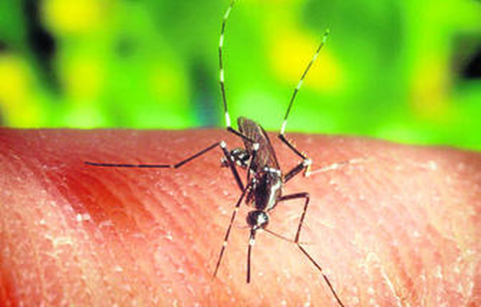 Transmitido a través de mosquitos, el patógeno puede encontrar huéspedes en caballos y humanos.