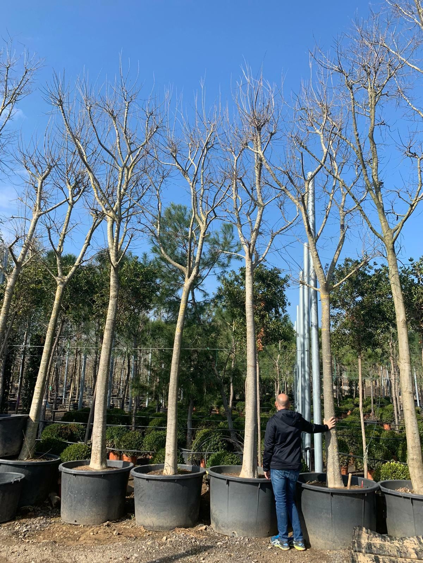 Los almeces que se van a plantar en la Plaza de San Lorenzo.