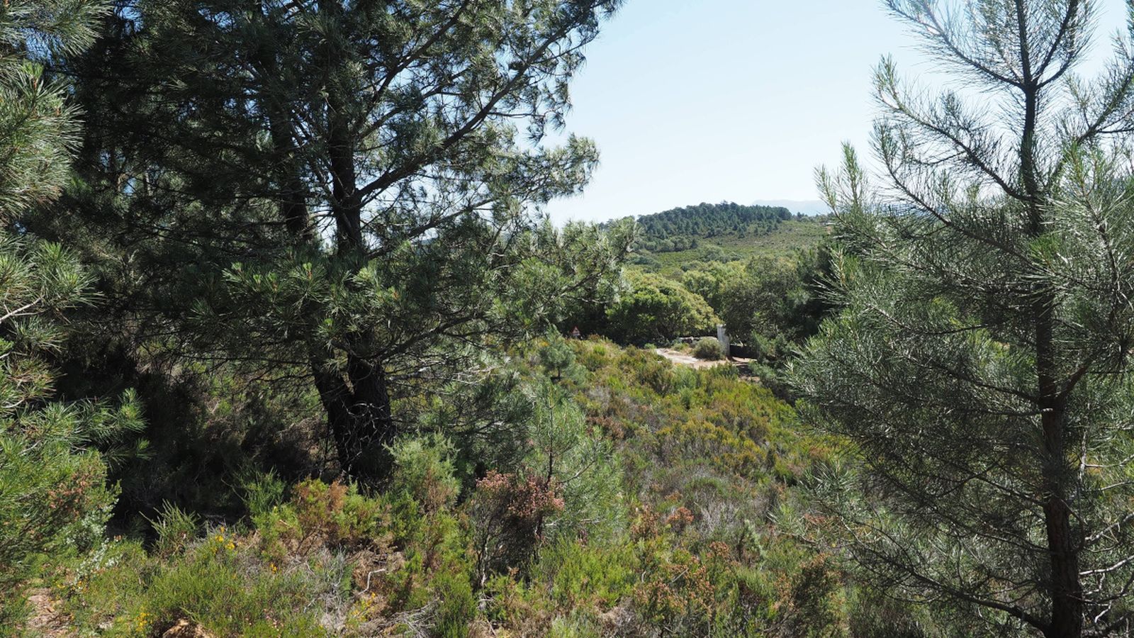 Pinos dispersos procedentes de la forestación que se realizó sobre una herriza.