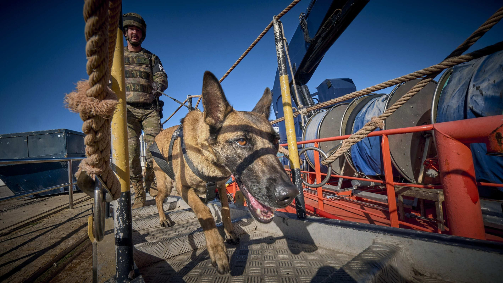 Maniobras Canex con unidades caninas de las Fuerzas Armadas, Policía y Guardia Civil
