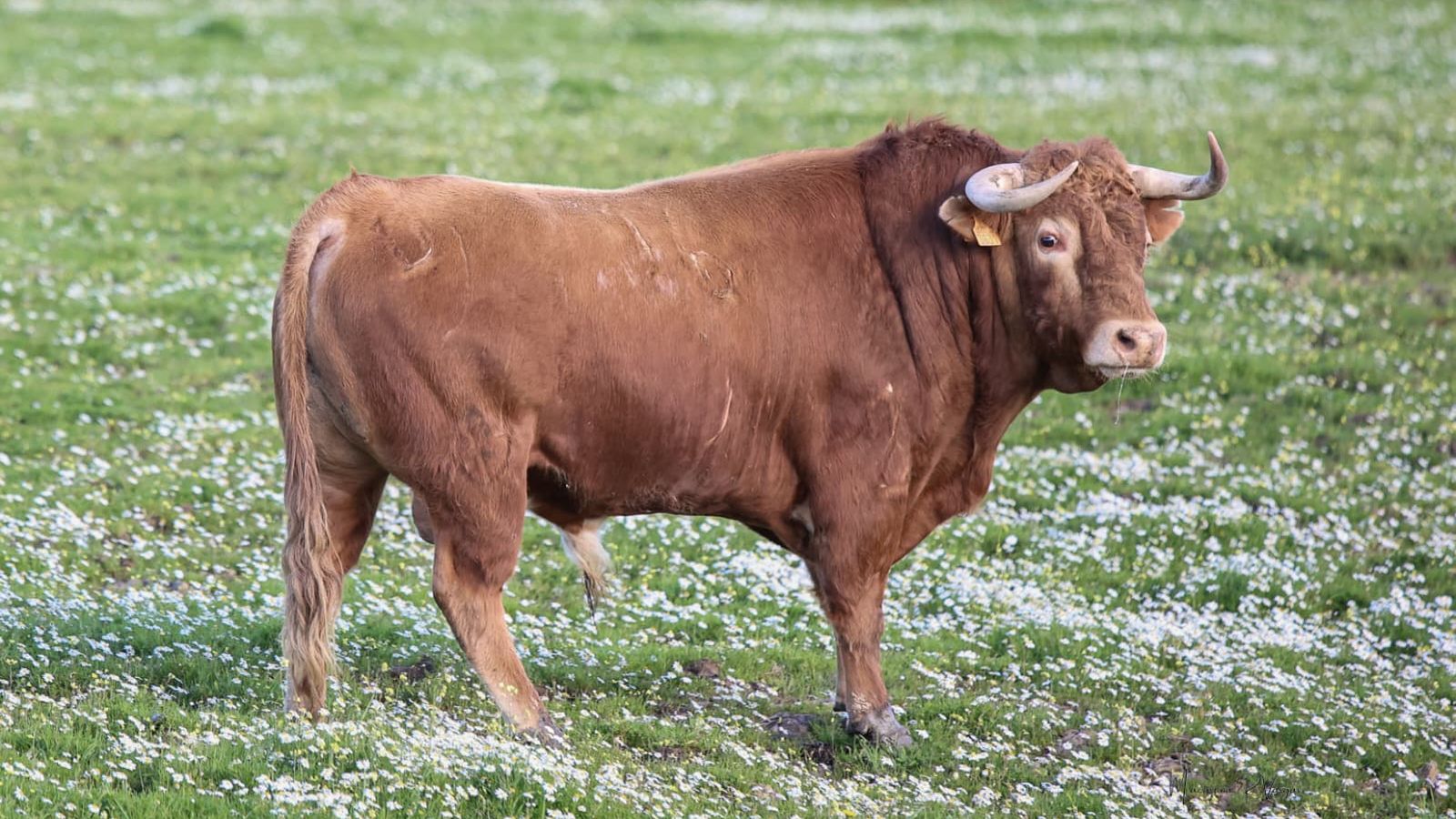Ejemplar de José Luis Osborne reseñado para la corrida del 21 de febrero.