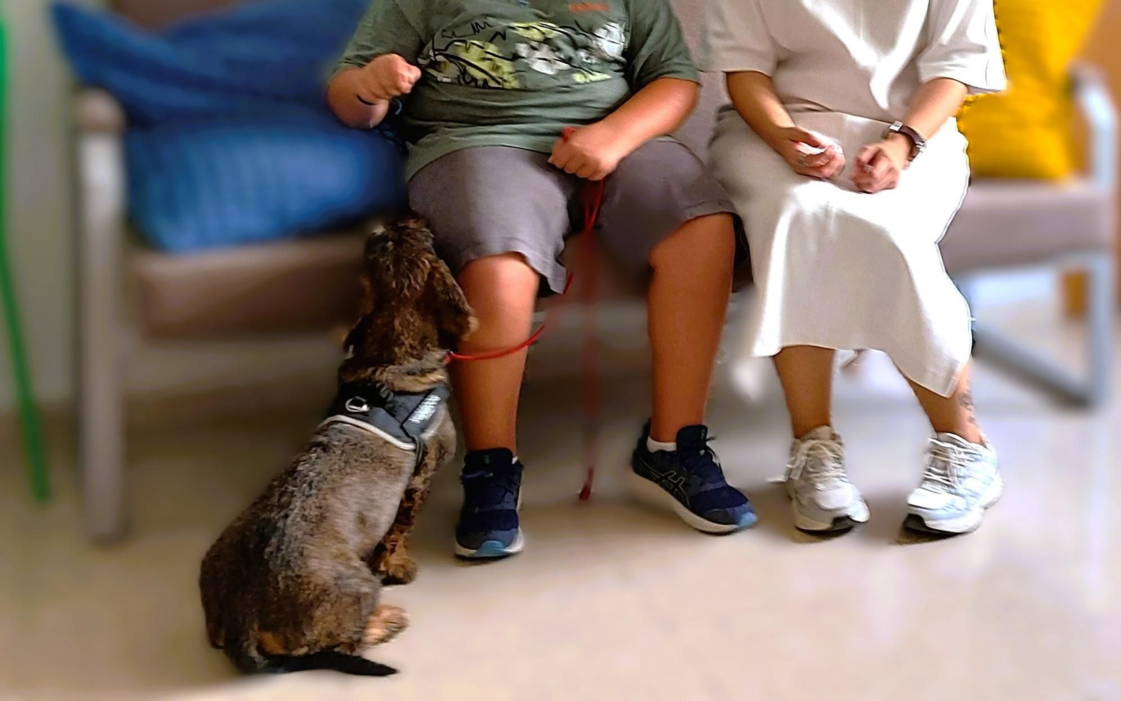 Uno de los perros que ayudan en el SAVA