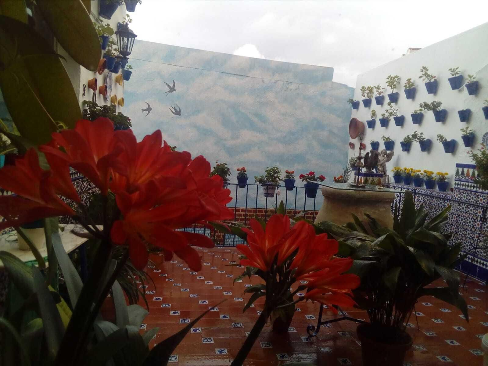 Fotografías de cómo lucen los patios, balcones y rejas de Iznájar.