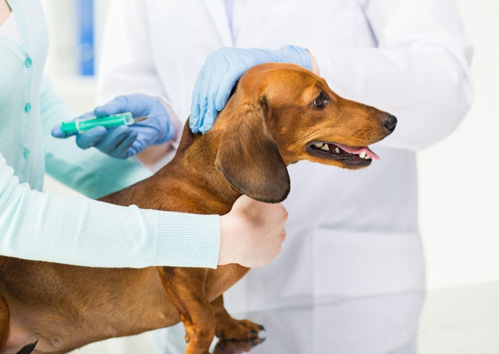Rusia produce primer lote de 17.000 dosis de vacuna anticovid para animales