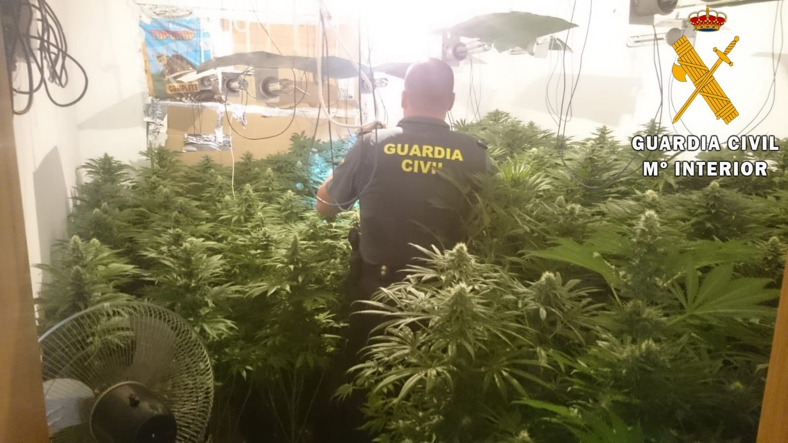 Desmantelan plantaciones de marihuana en seis viviendas de un mismo edificio en Roquetas