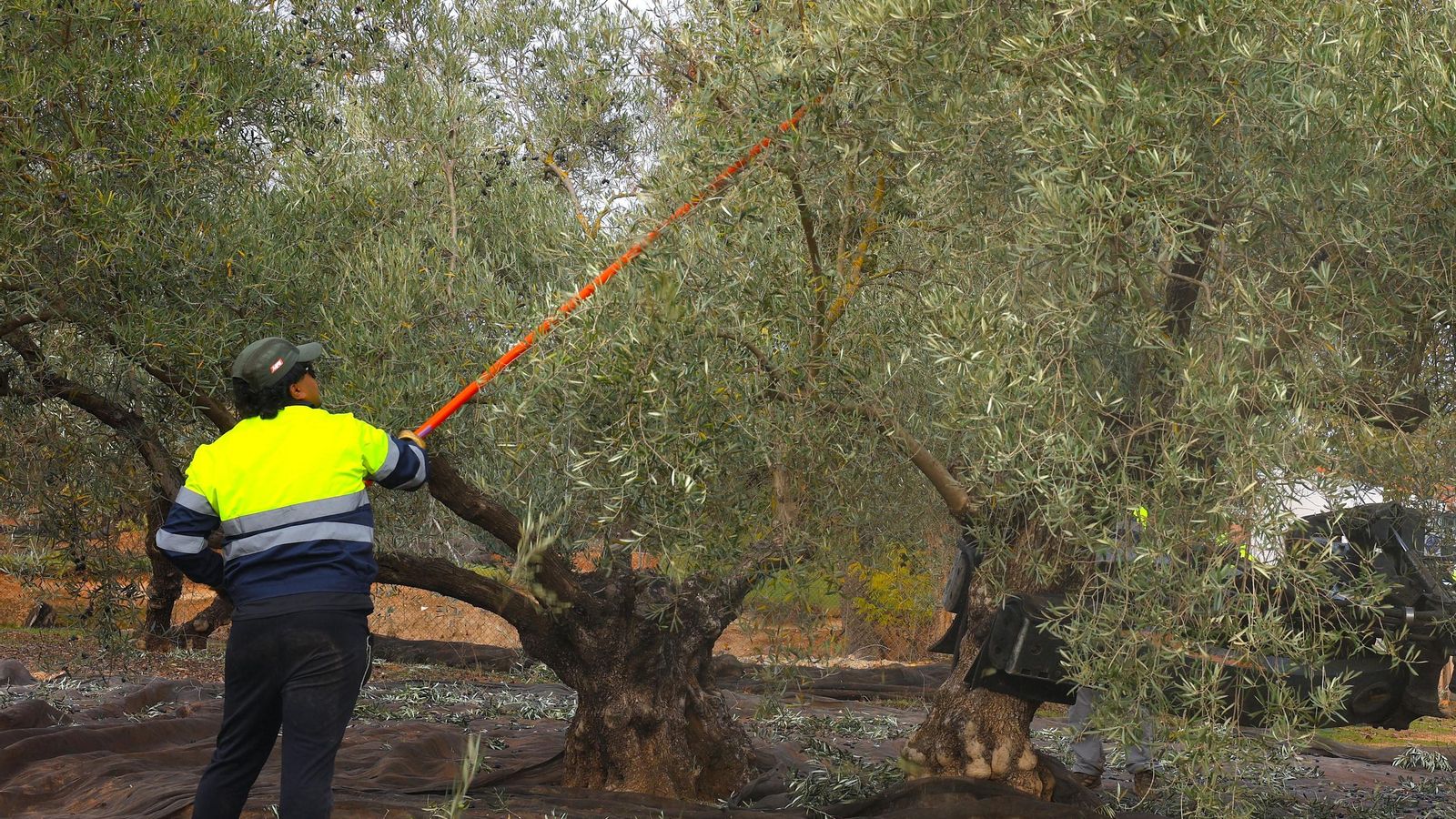Un temporero vareando un olivo.