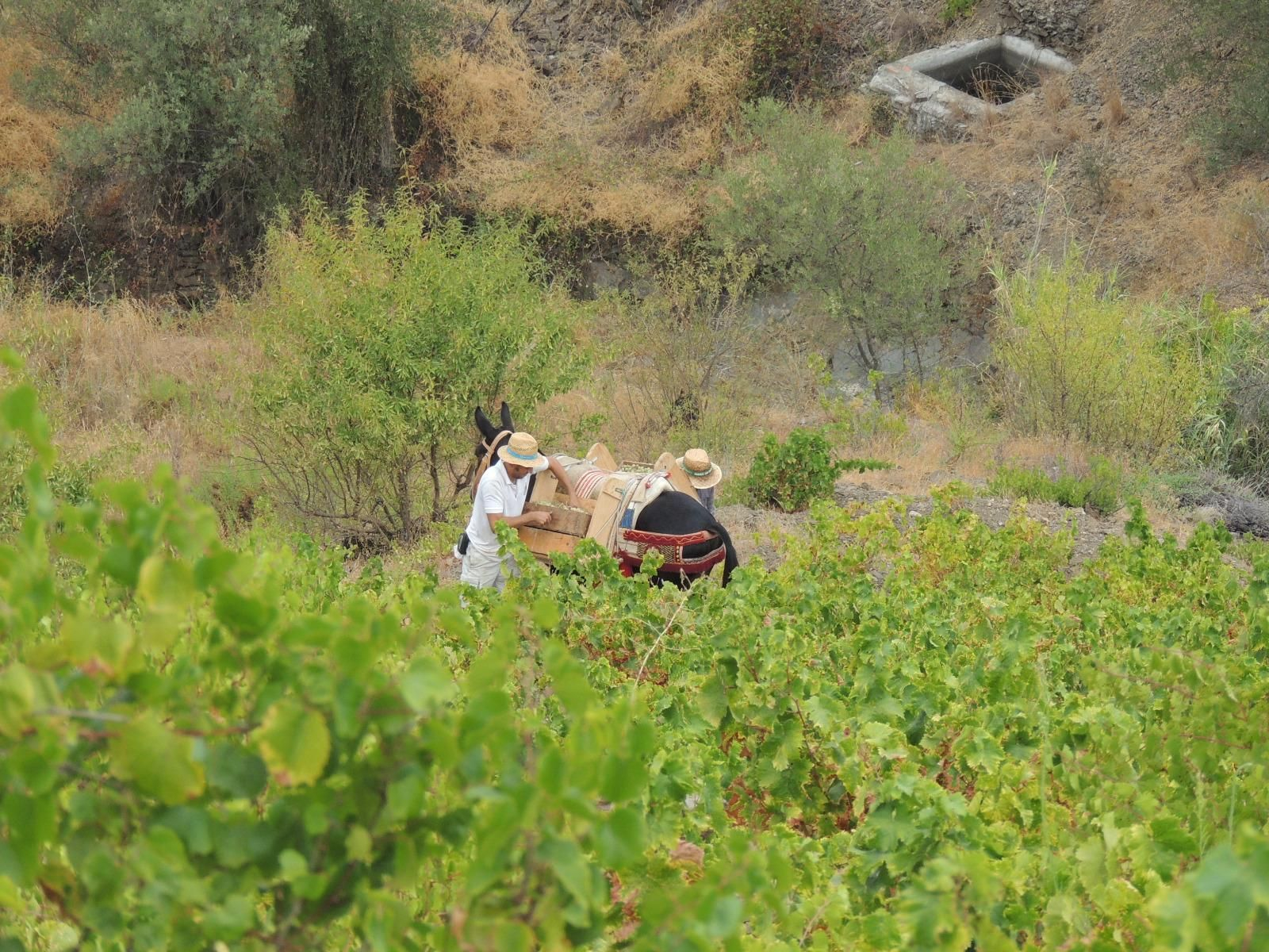 Luis Benito Palma, uno de los viticultores de Almáchar.