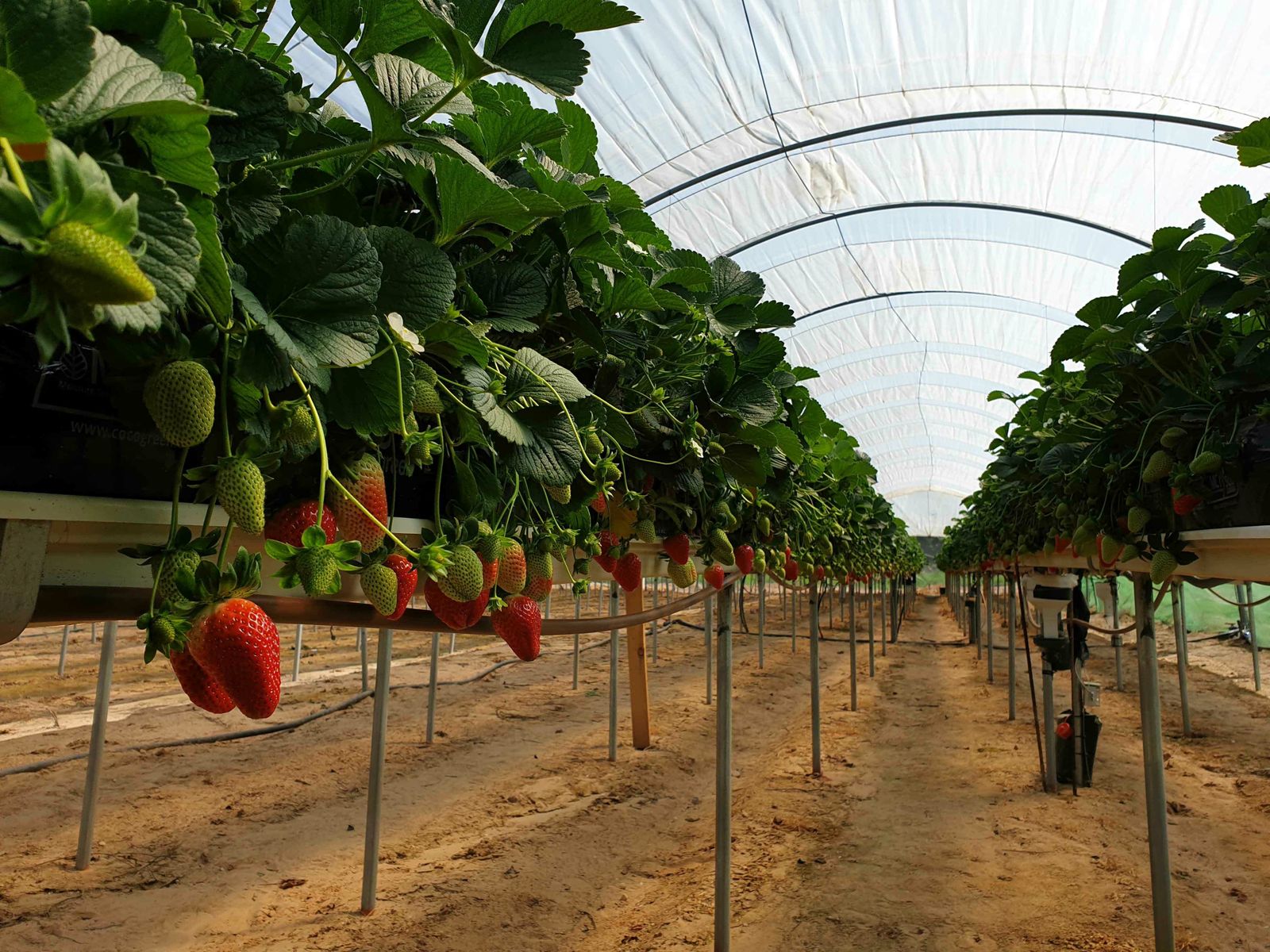 Una explotación fresera en la provincia de Huelva.