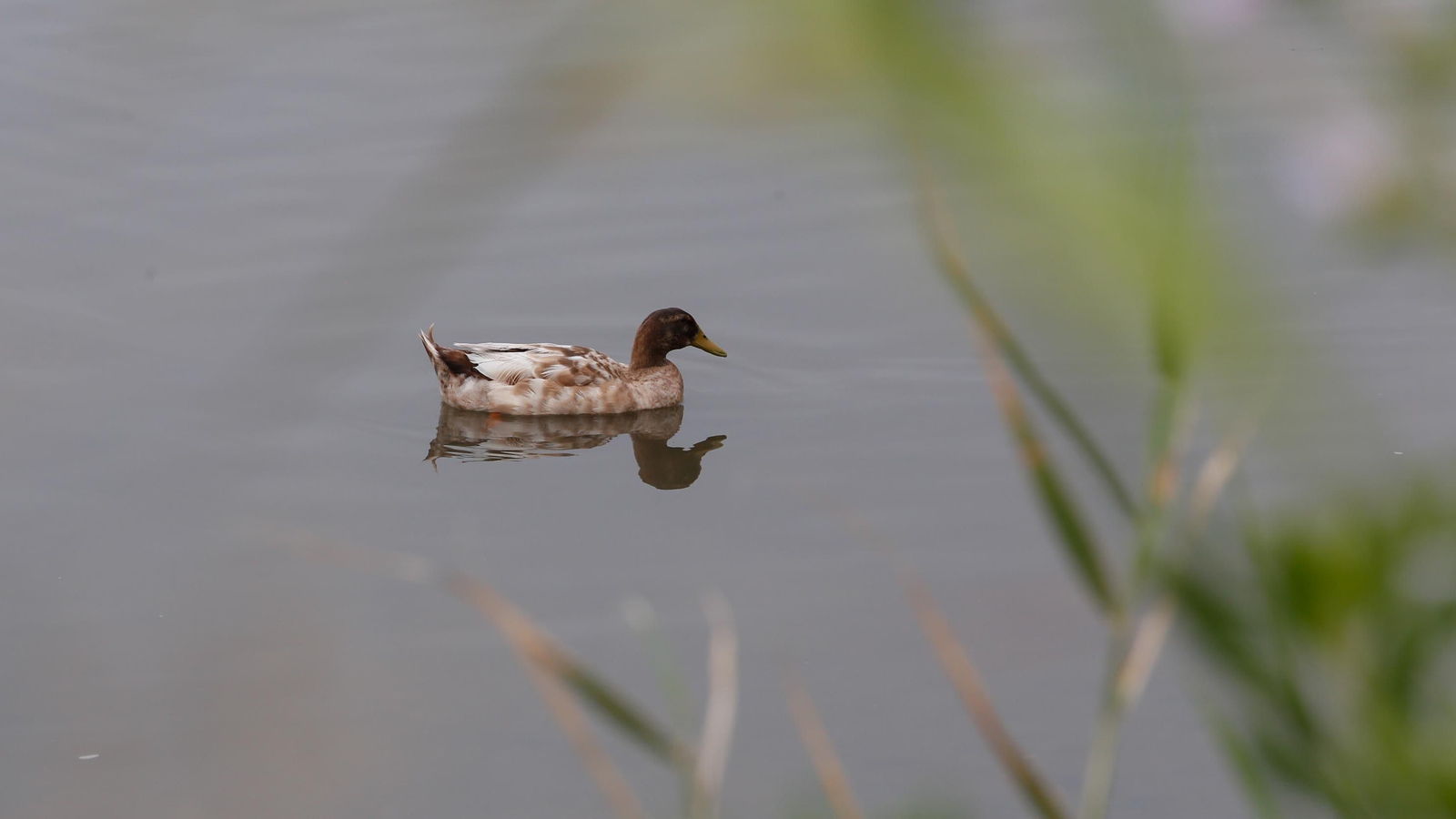 Un paseo por la ribera del Río Palmones, en imágenes