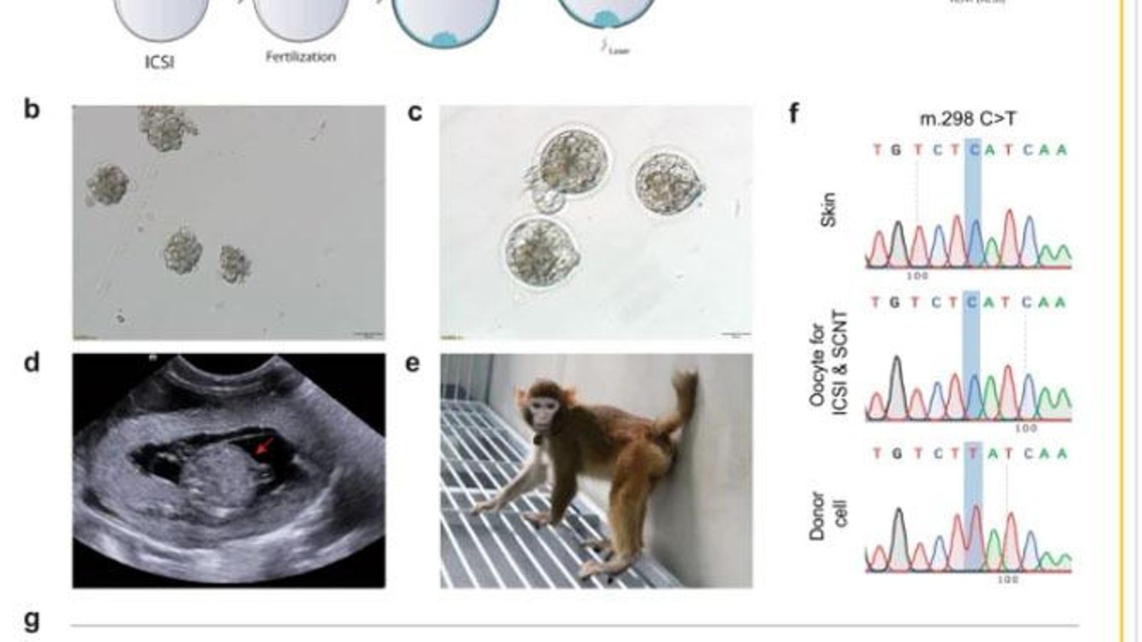 Imágenes del estudio publicado
