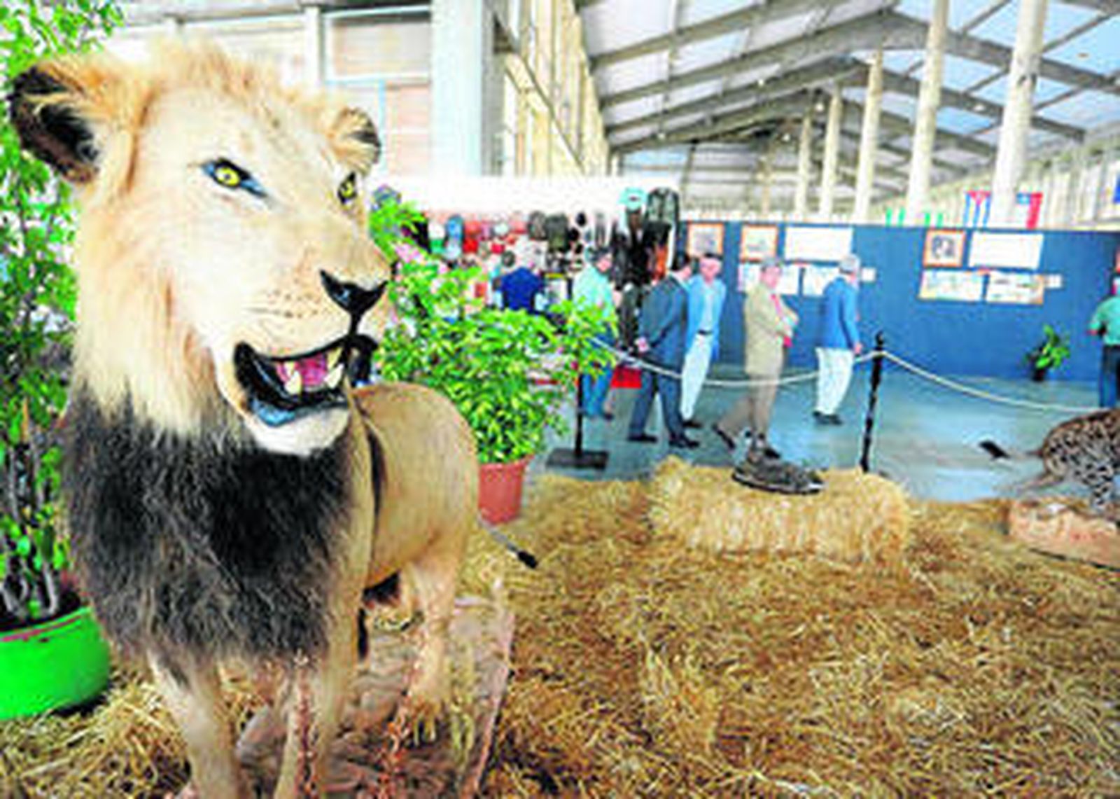 Un león disecado es uno de los grandes mamíferos que se exponen en la muestra de taxidermia.