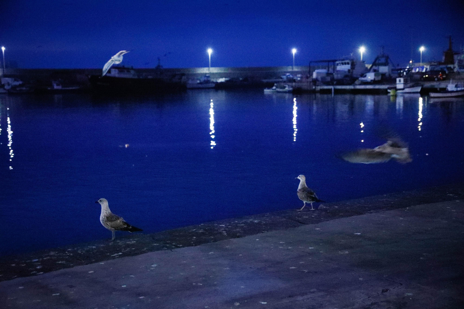 Te contamos en imágenes como ha sido la descarga de las traiñas en la lonja de Almería