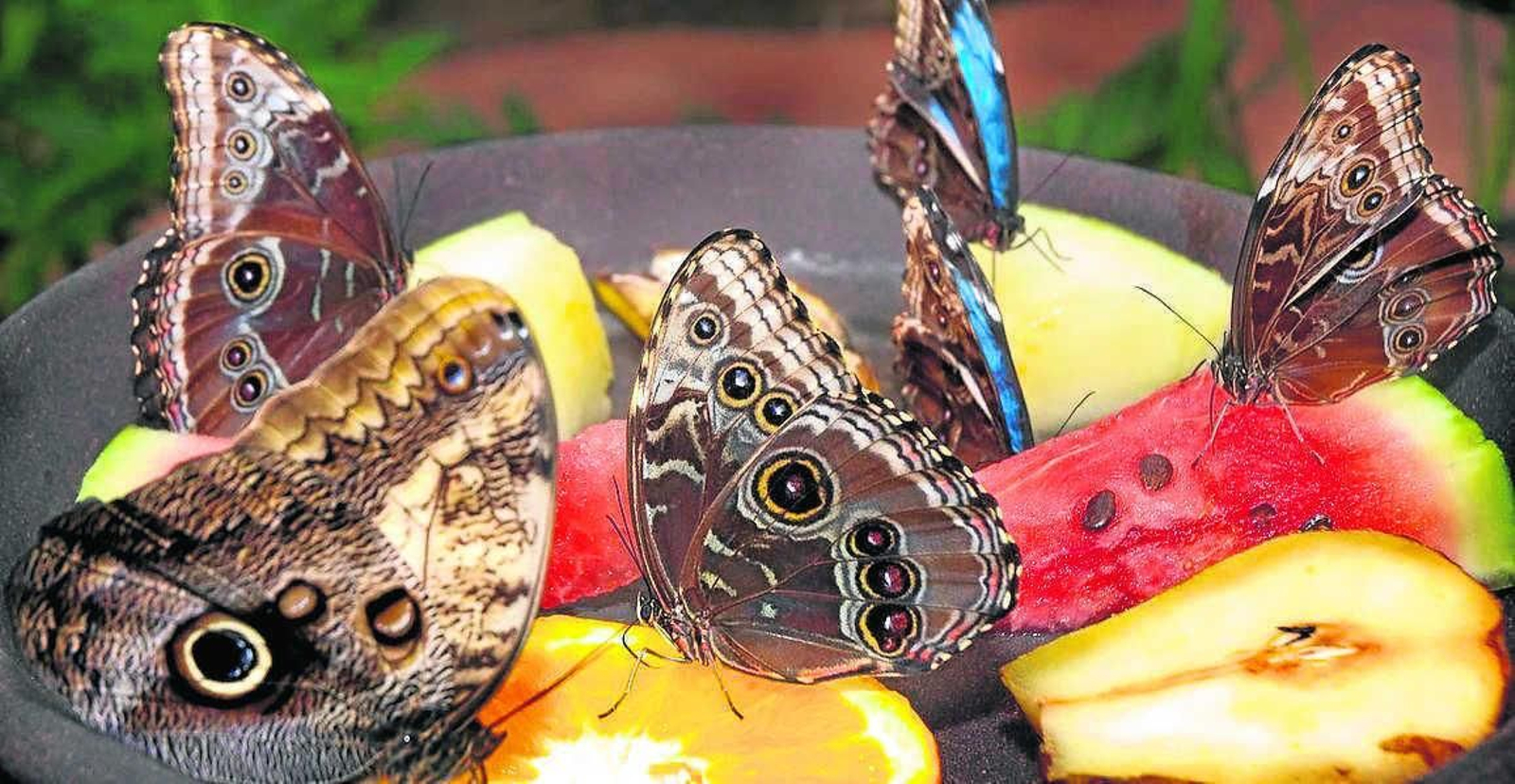 Mariposas alimentándose de fruta madura en el Mariposario de benalmádena. Mariposas alimentándose de fruta madura en el Mariposario de benalmádena.
