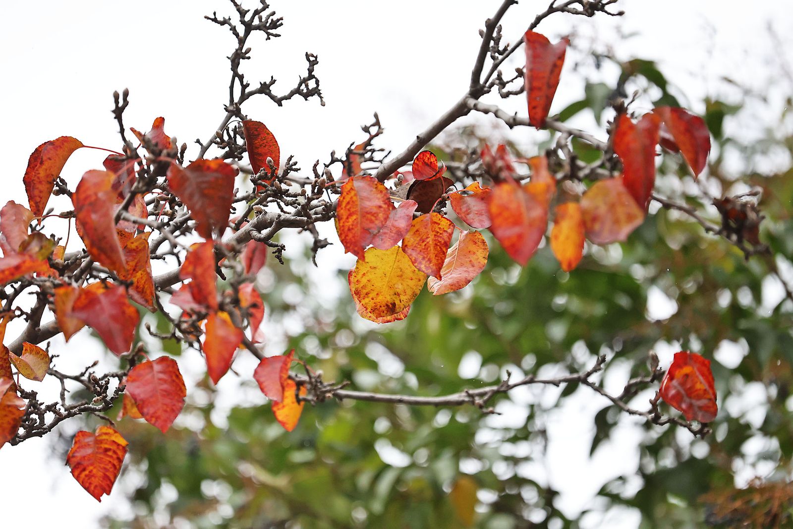 Lluvia y frío intenso en la mañana de miércoles