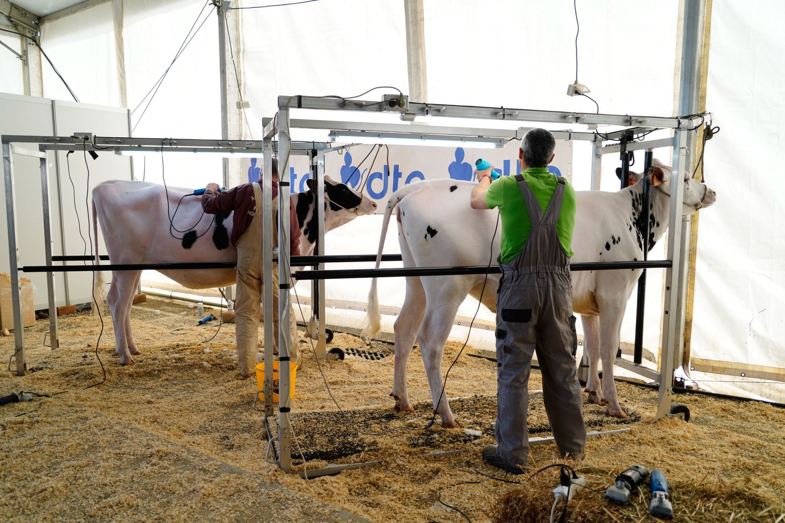 La Feria de Ganado Frisón Usías Holsteins de Dos Torres, en fotografías