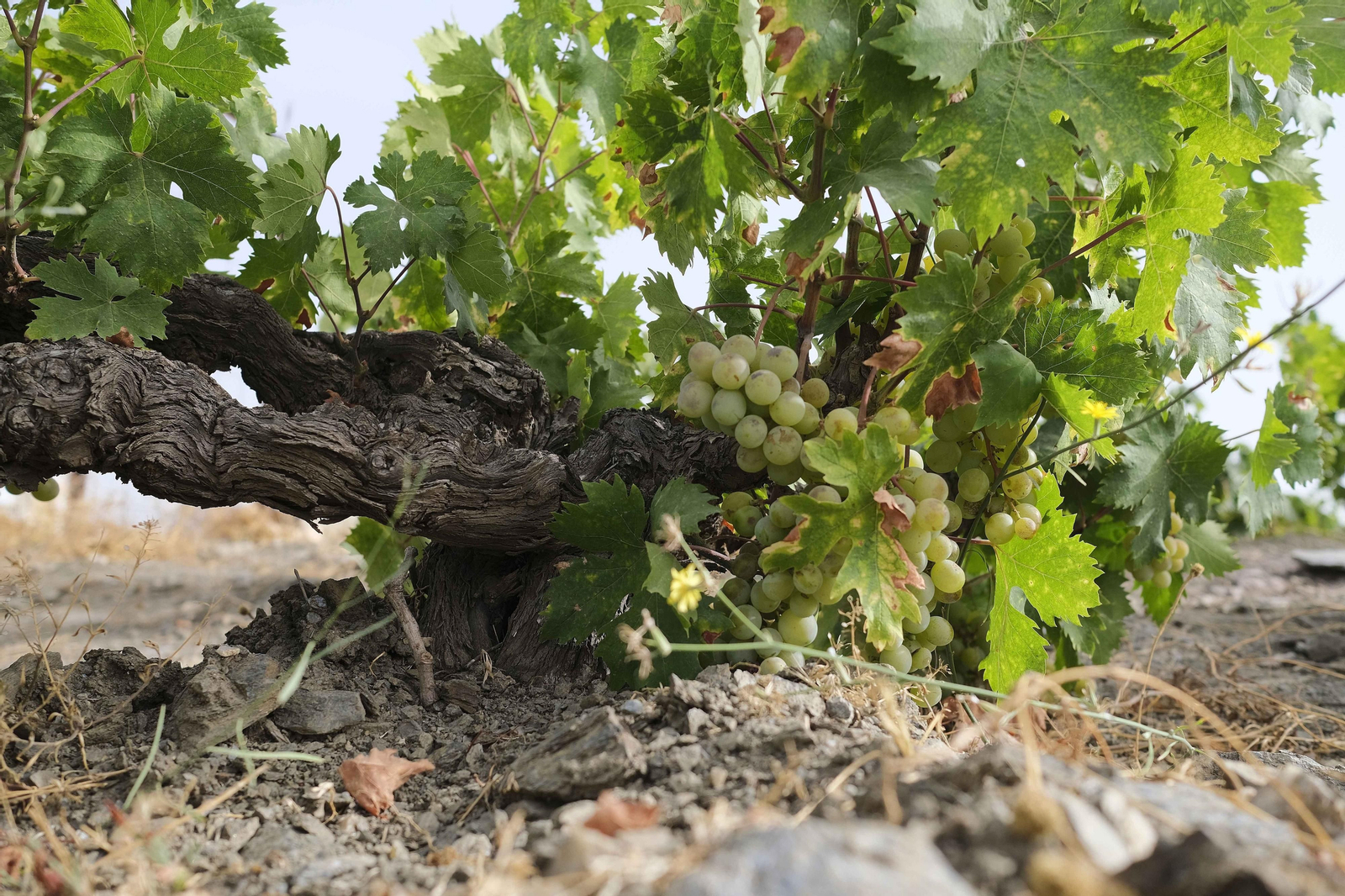 La vendimia de la Axarquía, en fotos