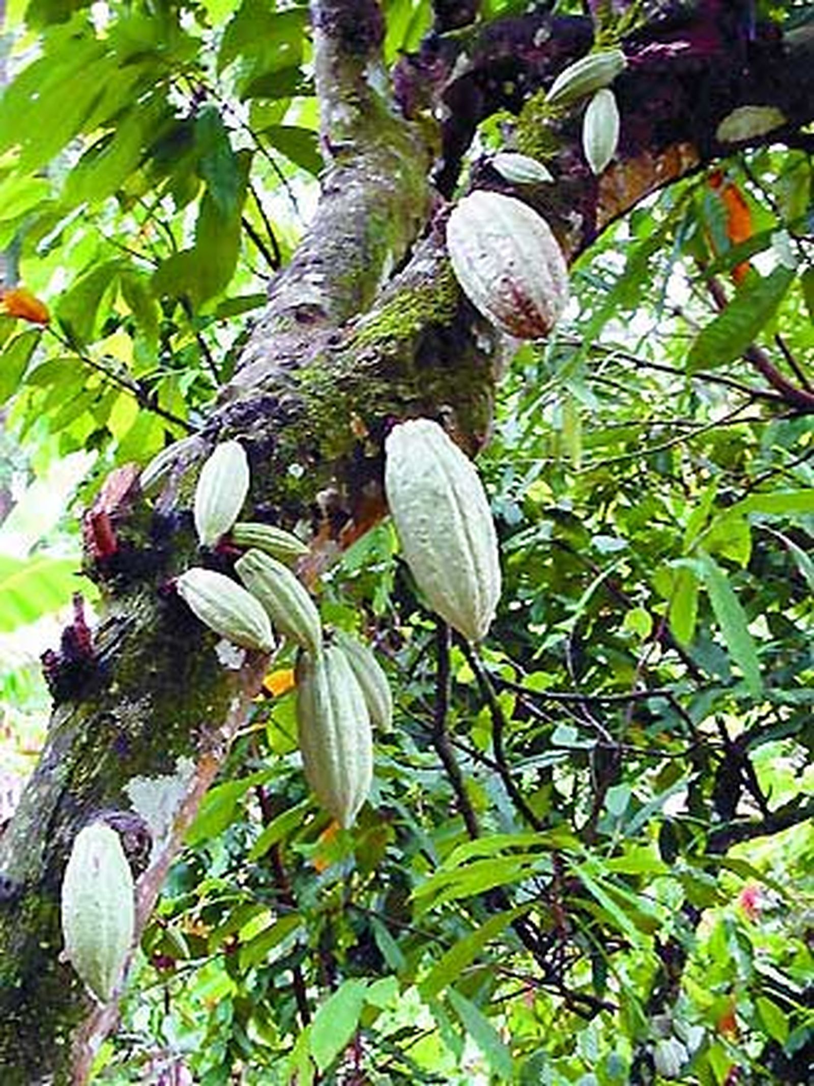Un compuesto del cacao podría tratar la tos